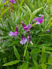 Lathyrus