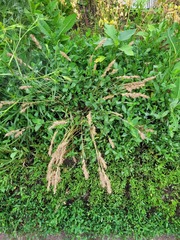 Poa bulbosa vivipara