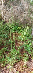 Carphephorus corymbosus