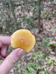 Retiboletus ornatipes