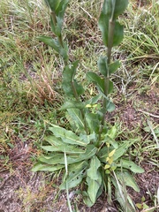 Carphephorus odoratissimus