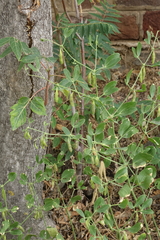 Zygophyllum fabago