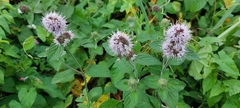 Mentha aquatica