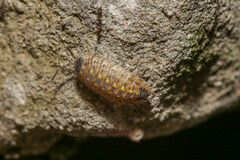 Porcellio spinicornis