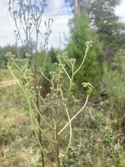 Carphephorus odoratissimus