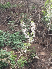Prunus humilis