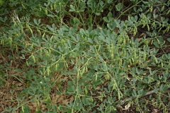 Zygophyllum fabago