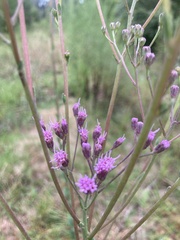 Carphephorus odoratissimus