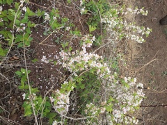 Prunus humilis