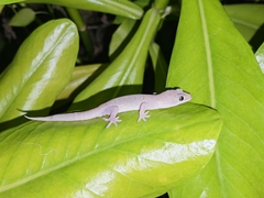 Gehyra mutilata
