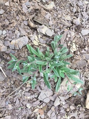 Bothriospermum longistylum