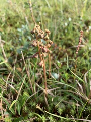 Pyrola grandiflora