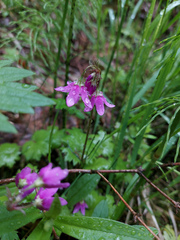Primula matthioli altaica