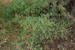 Zygophyllum fabago