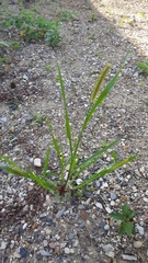 Setaria viridis