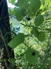 Passiflora lutea
