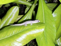 Gehyra mutilata