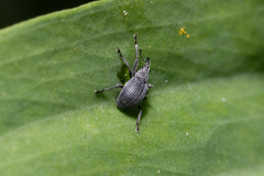 Apioninae