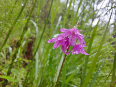 Primula matthioli altaica