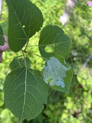 Phyllocnistis populiella