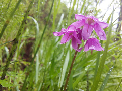 Primula matthioli altaica