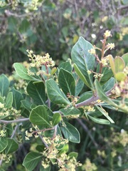 Searsia lucida