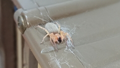 Clubionidae