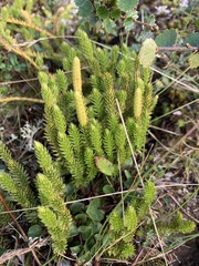 Spinulum annotinum alpestre