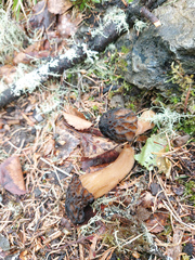 Verpa bohemica