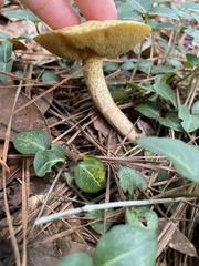 Retiboletus ornatipes