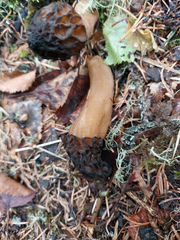 Verpa bohemica