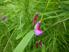 Lathyrus palustris
