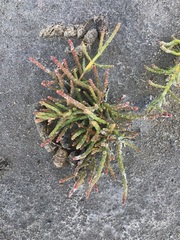 Salicornia