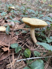 Retiboletus ornatipes