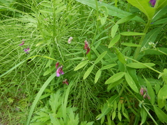 Lathyrus palustris