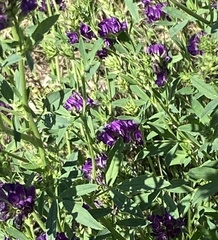 Medicago sativa