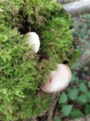 Crepidotus mollis