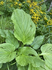 Symplocarpus foetidus