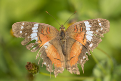 Anartia amathea