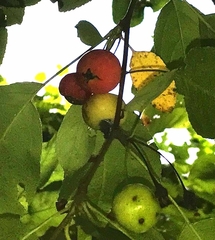 Malus