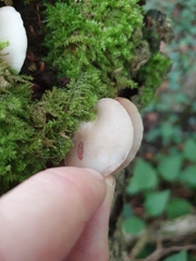 Crepidotus mollis