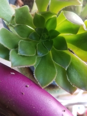 Aeonium