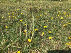 Spiranthes spiralis