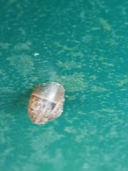 Fruticicola fruticum