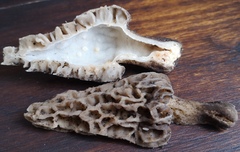 Morchella rufobrunnea