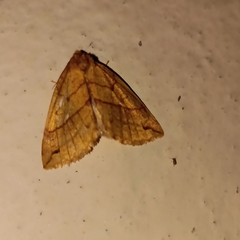 Xanthia rectilineata