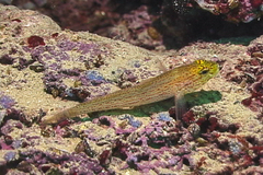 Gobius xanthocephalus