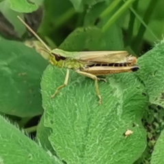 Pseudochorthippus parallelus