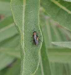 Sterictiphorinae