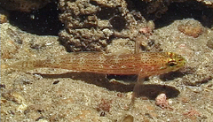 Gobius xanthocephalus